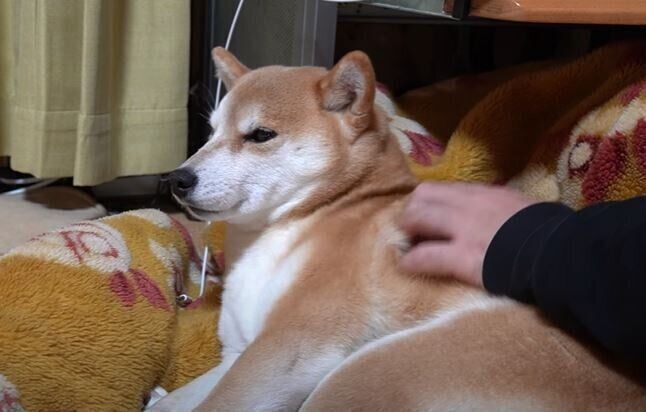 柴犬　ハナちゃん