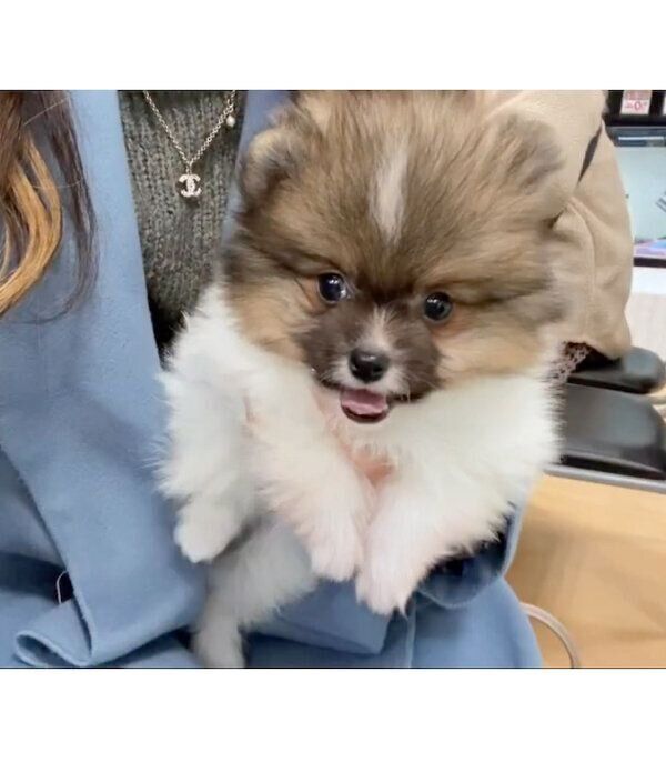 ペットショップにいた頃のぴょるくん