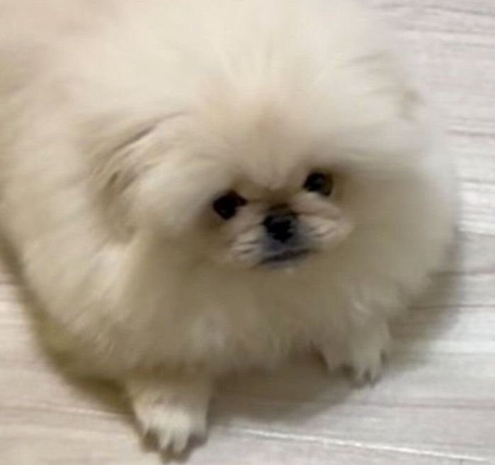 見つめるこまちよちゃん