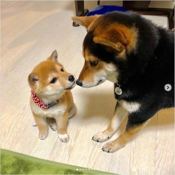 妹のトイレを見守る柴犬