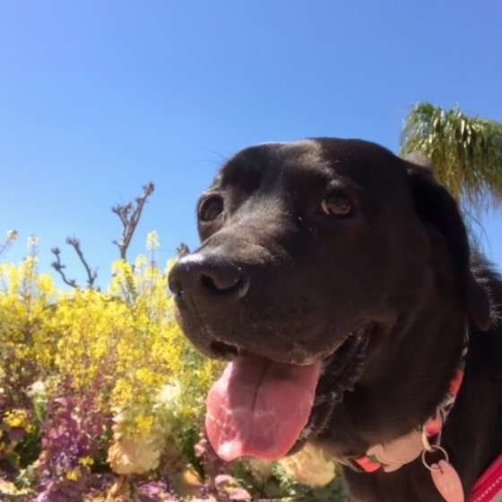 獣医師監修 犬に卵をあげるなら加熱必須 期待できる栄養と注意点 いぬのきもちweb Magazine