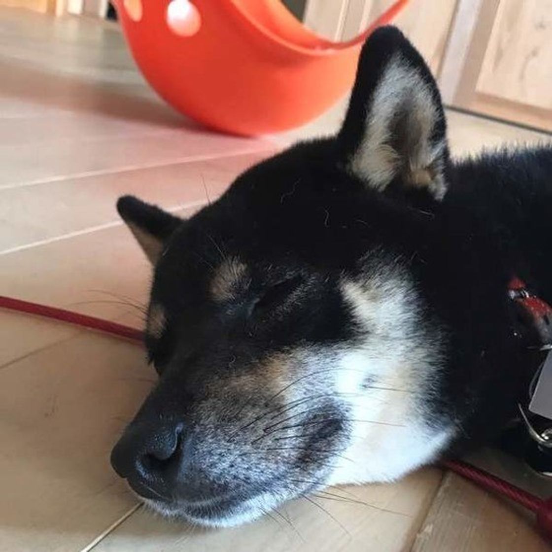エアコンの効いた部屋で不調に 犬の 冷房病 に見られる症状 いぬのきもちweb Magazine エアコンの効いた部屋で不調に 犬の 冷房病 に見られる症状 いぬのきもちweb Magazine
