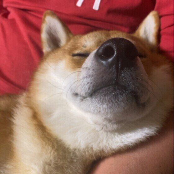 寝ているときに ムニャムニャ クゥーン 犬の寝言からわかること 獣医師解説 いぬのきもちweb Magazine