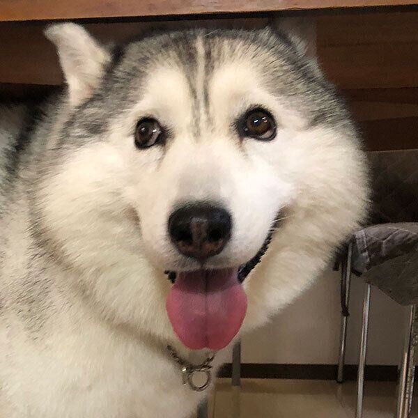 笑顔が可愛いシルビアちゃん
