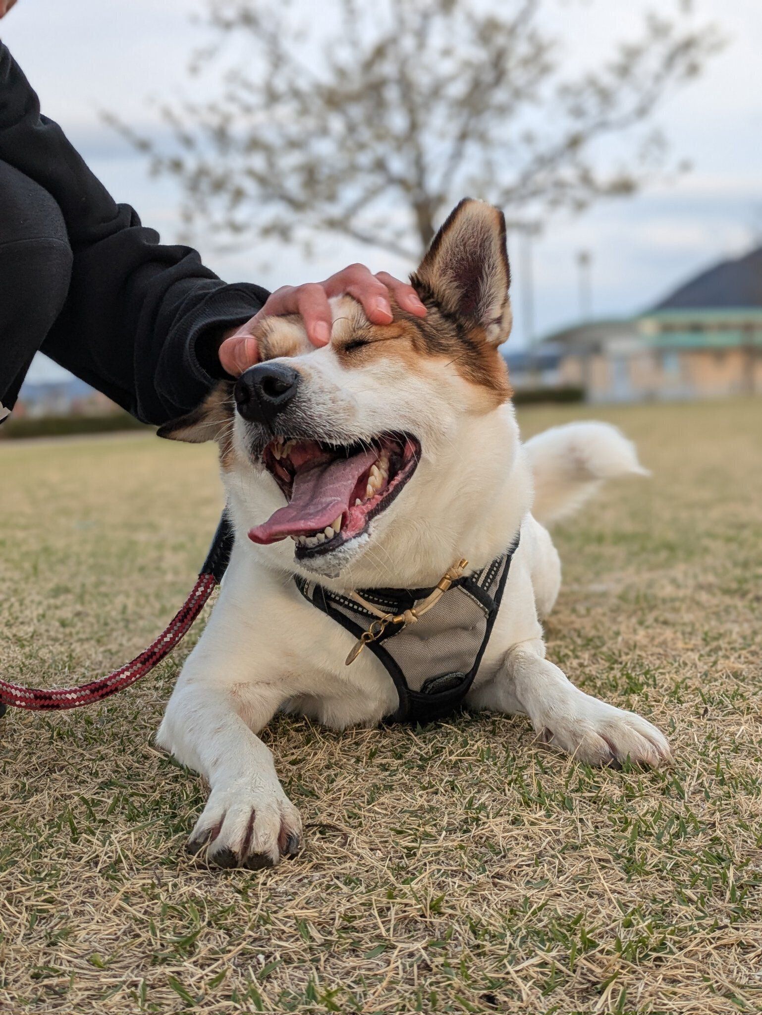 なでられてうれしそうなココちゃん　かわいすぎる
