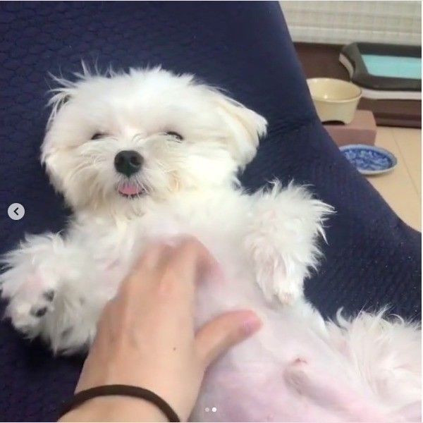 おっさん化ワンコ