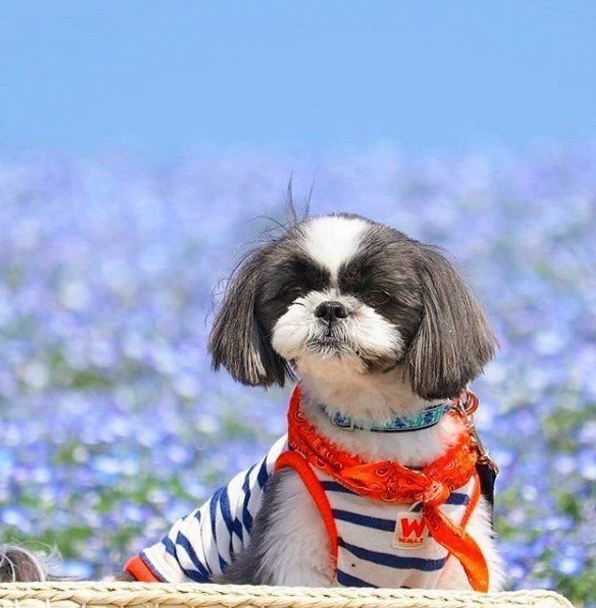 犬連れにも人気 ネモフィラで有名な 国営ひたち海浜公園 へ いぬのきもちweb Magazine 犬連れにも人気 ネモフィラで有名な 国営ひたち海浜公園 へ いぬのきもちweb Magazine
