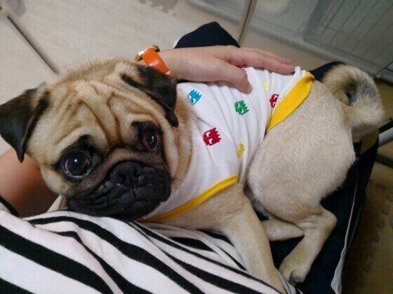 パグのぐりちゃんのお尻ピタッ