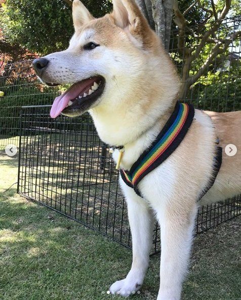 伊豆ドッグランド