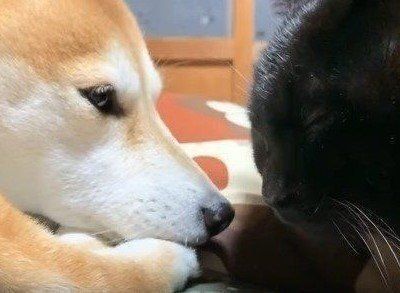 柴犬と黒猫