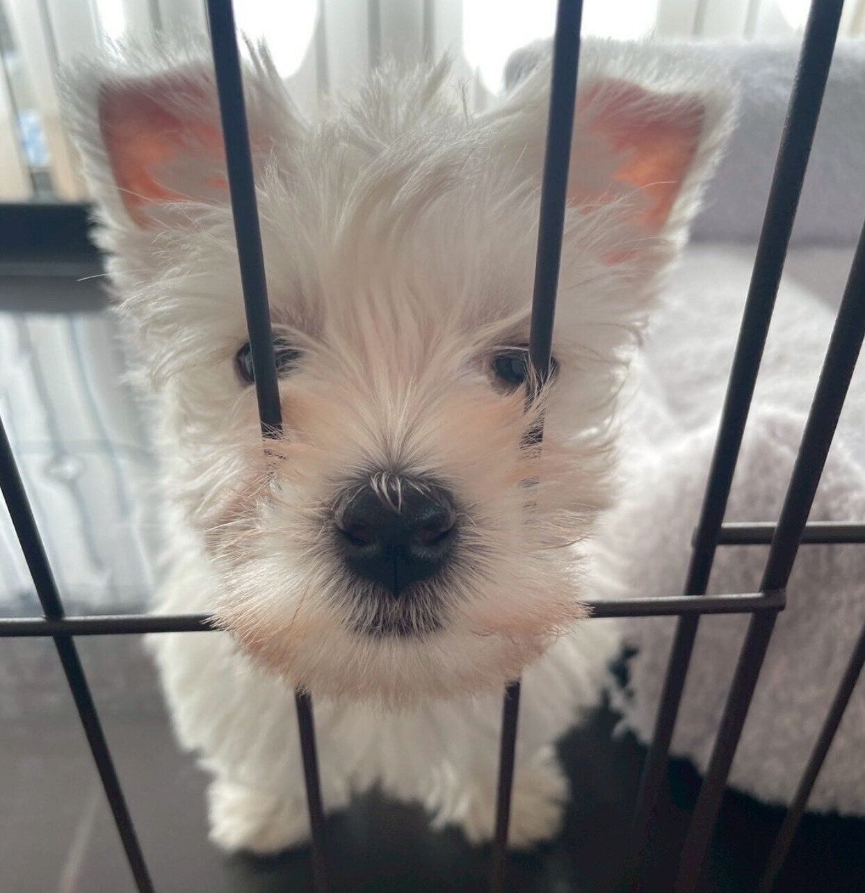 お迎え翌日のシャンプーちゃん