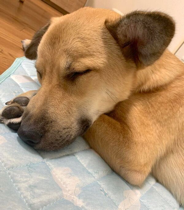 眠るカイトくん