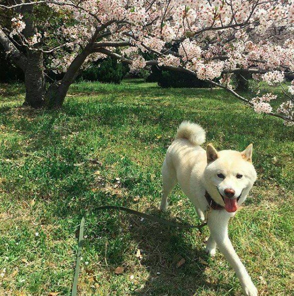 柴のシロウちゃん