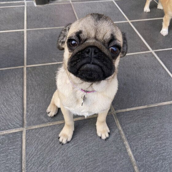 犬のいびきの原因と対処法 犬の危険ないびきの見分け方を獣医師に聞いた いぬのきもち