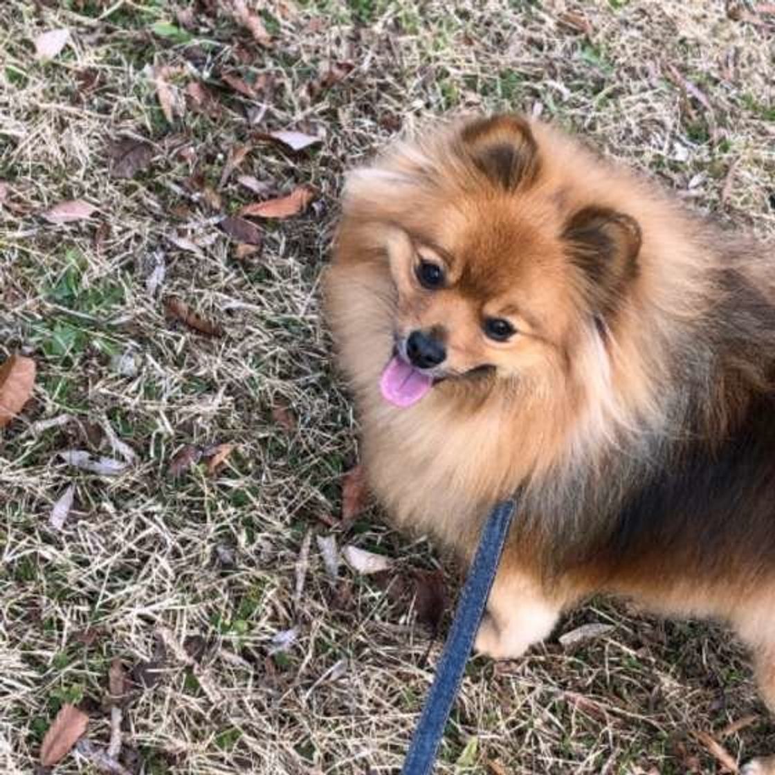 実は法律違反 自転車での犬の散歩に対する飼い主の声は いぬのきもちweb Magazine 実は法律違反 自転車での犬の散歩に対する飼い主の声は いぬのきもちweb Magazine