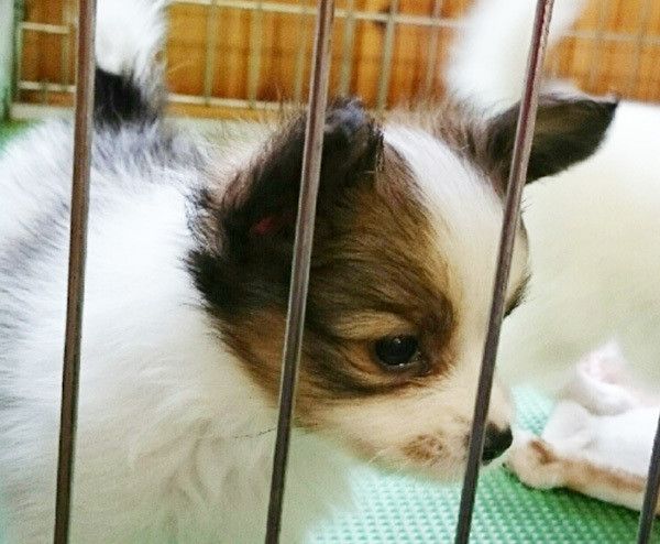 興味津々のパピヨン