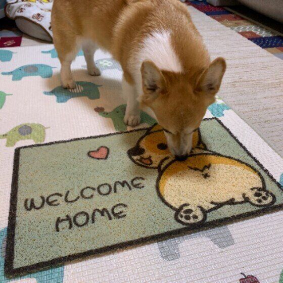 ニオイをかぐウェルシュ・コーギー・ペンブローク