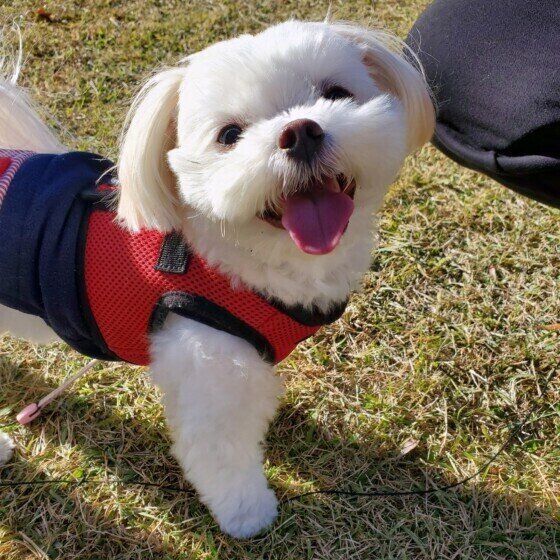 初対面の犬への接し方と注意点とは？ 犬と仲良くなる接し方のコツ いぬのきもち