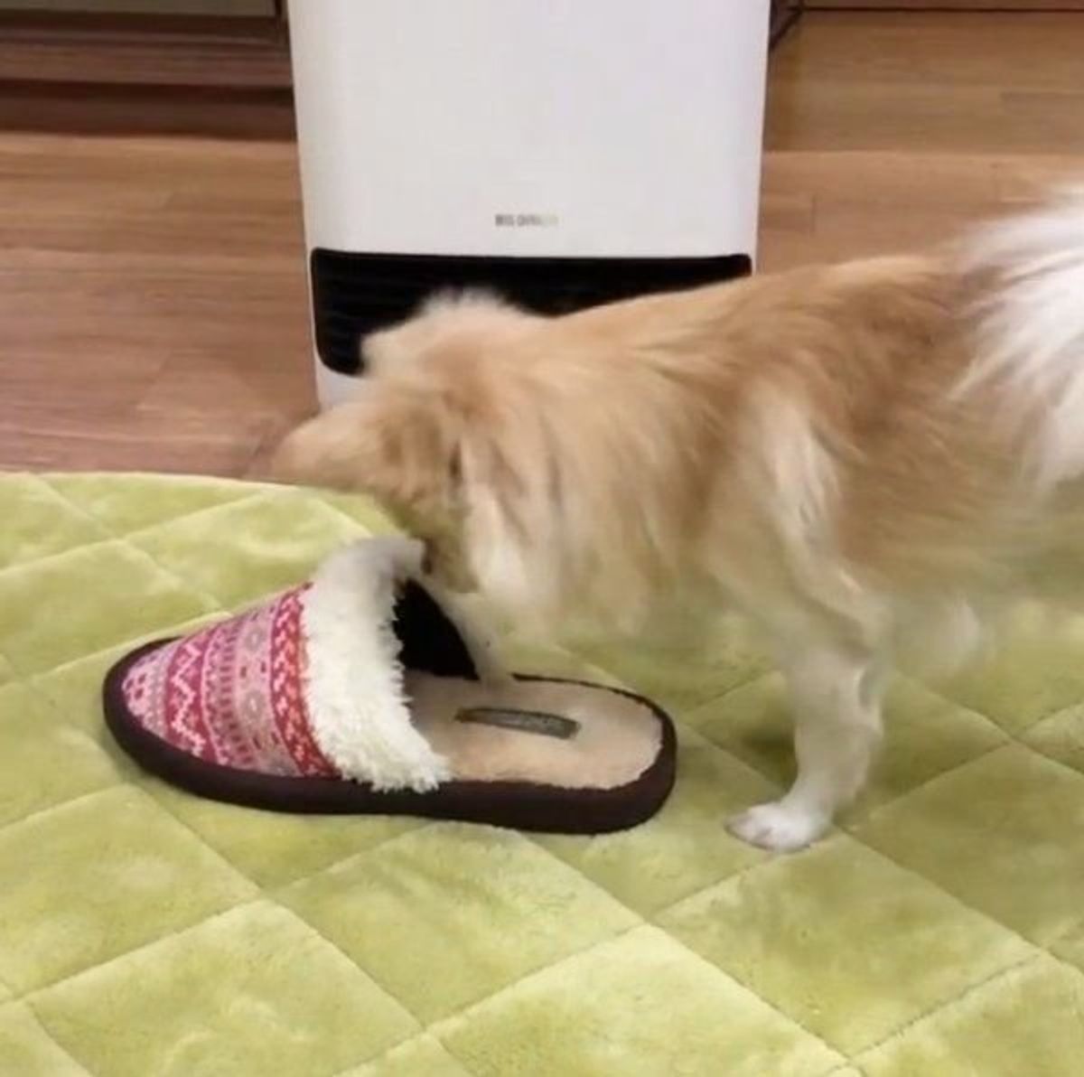 ボールがスリッパにハマって さあ大変 このあとの犬の行動とは いぬのきもちweb Magazine ボールがスリッパにハマって さあ大変 このあとの犬の行動とは いぬのきもちweb Magazine