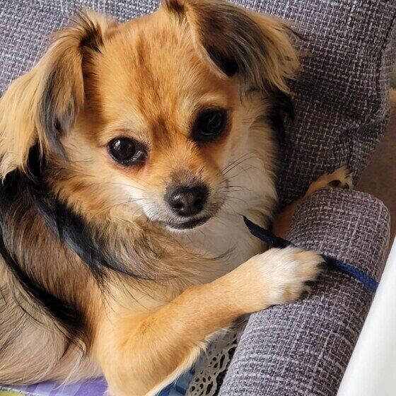 食事の変化でわかる犬の老化のサイン いぬのきもち 