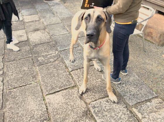 グレート・デーンのシンボリルドルフくん