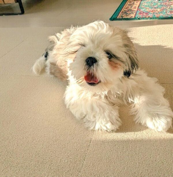 まったりするうめまるくん