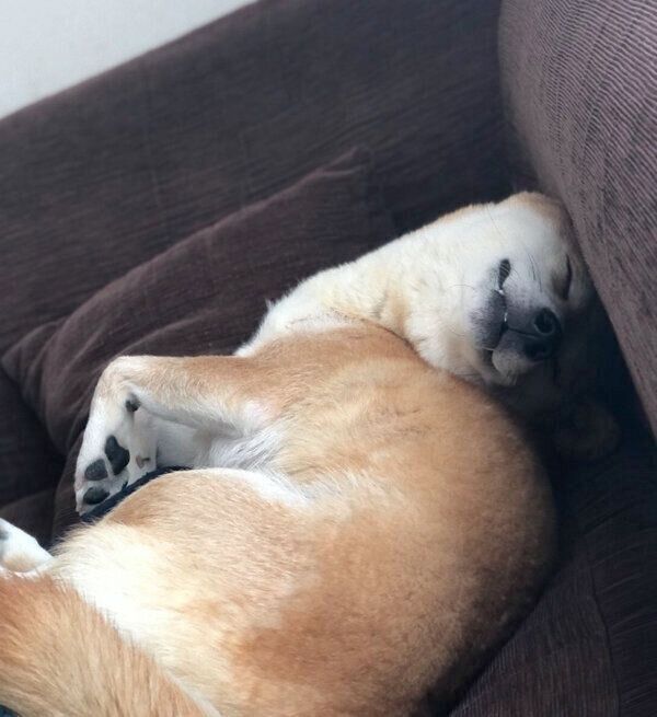 ぐっすりと眠るももちゃん