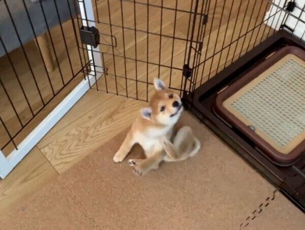 体を掻くメイちゃん