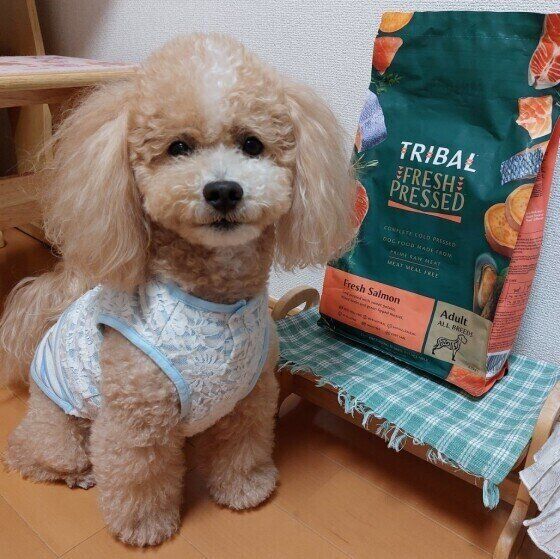 トイ・プードルのハービーちゃん