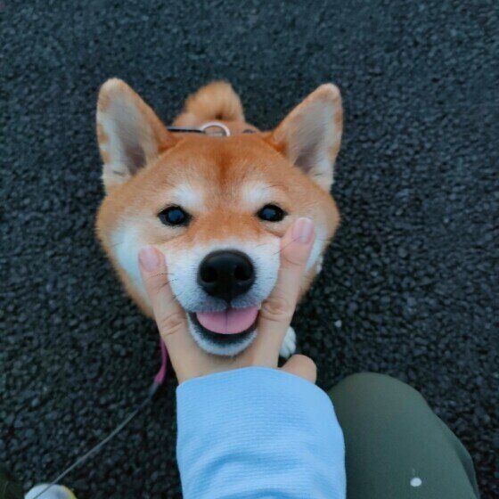 犬が愛情不足を感じると出すサインとその原因とは？ いぬのきもち