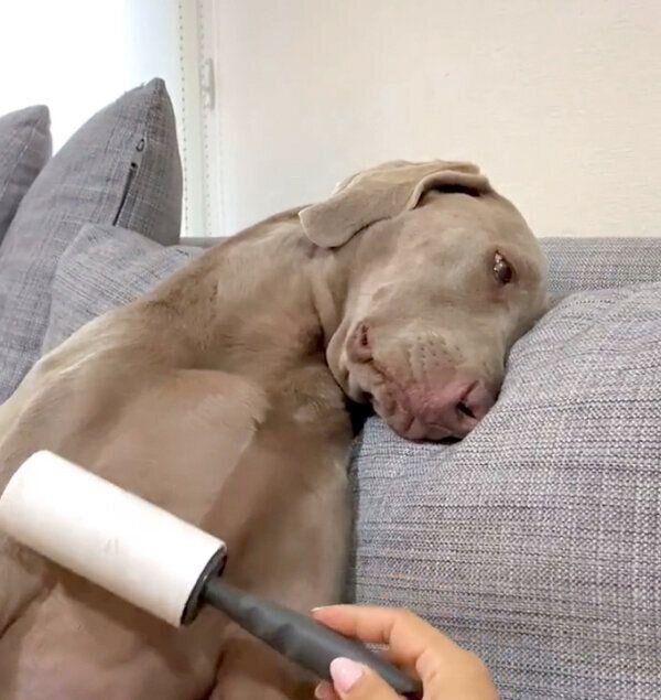 寝落ちするルピくん