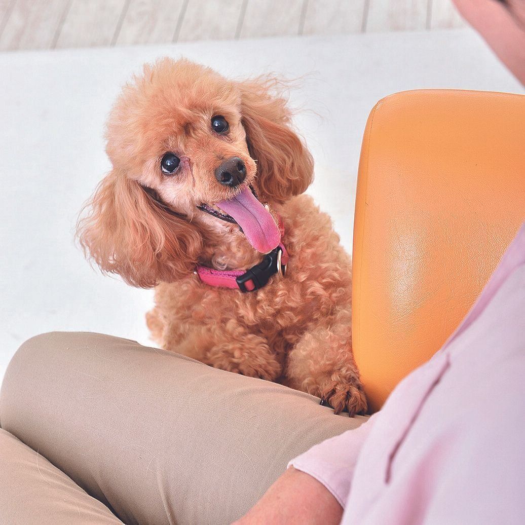 「オスワリ」など、指示に従えたら抱っこを