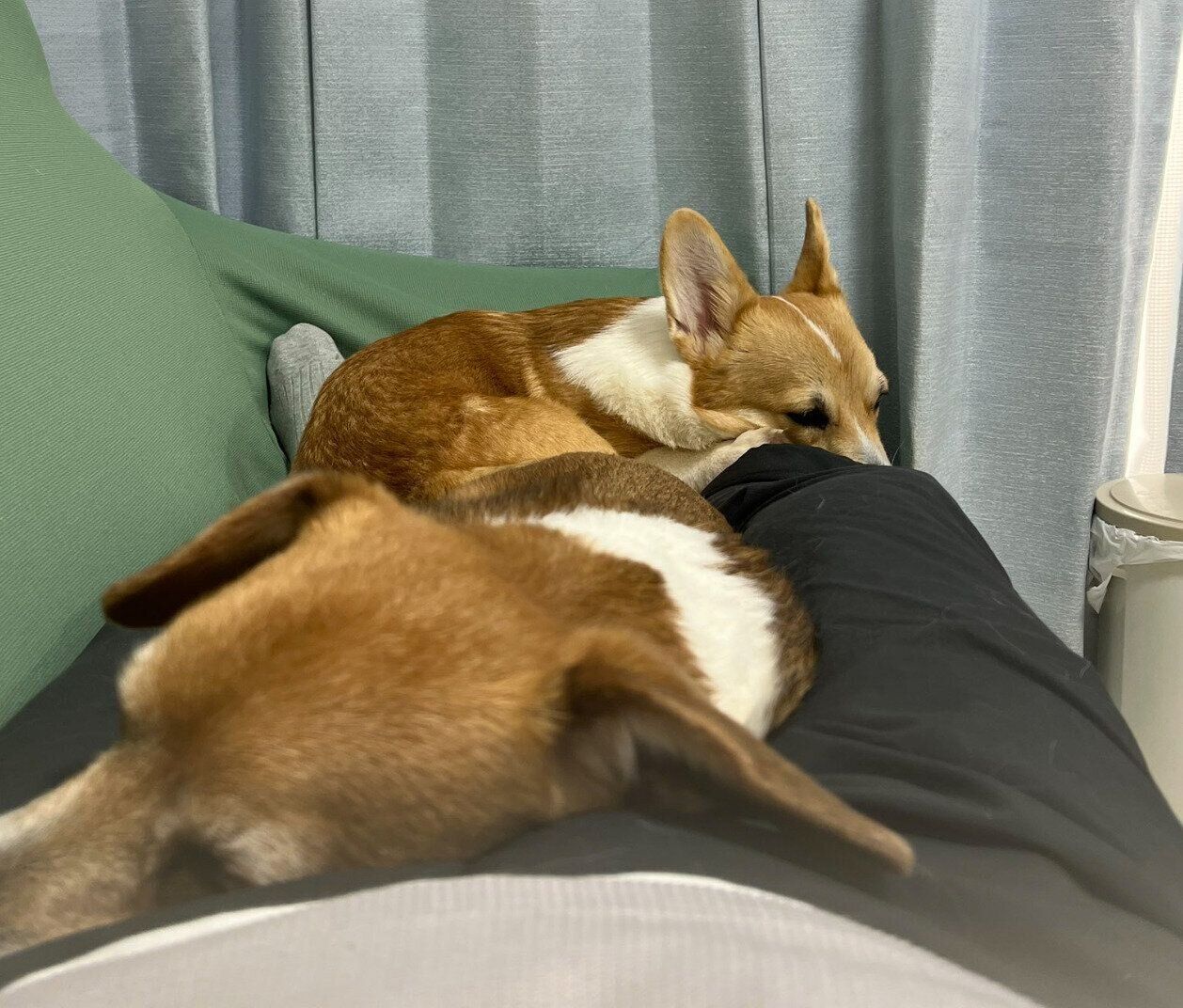 仲良く眠る2頭