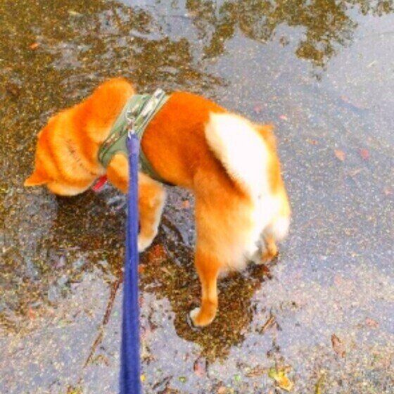 水たまりに入る柴犬