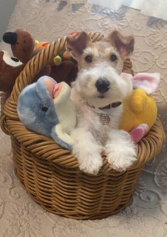 ワイアー・フォックス・テリア