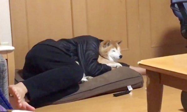 お兄ちゃんにギュッとしてもらうロペさん