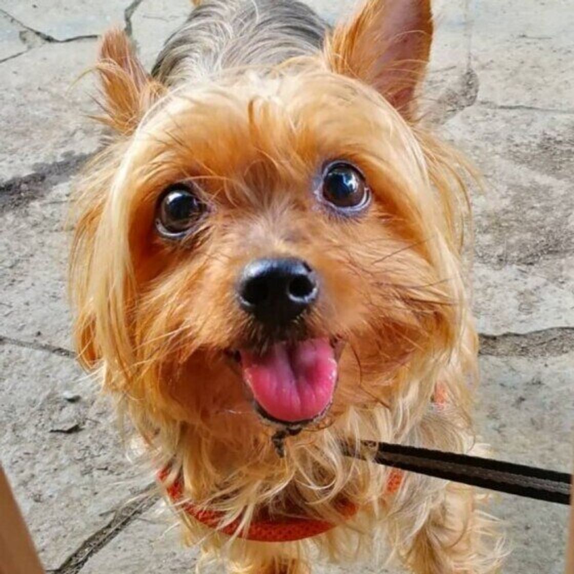 ヨークシャー テリアの飼い主さんが明かす 一度飼うとトリコになる 魅力とは いぬのきもちweb Magazine ヨークシャー テリアの飼い主さんが明かす 一度飼うとトリコになる 魅力とは いぬのきもちweb Magazine