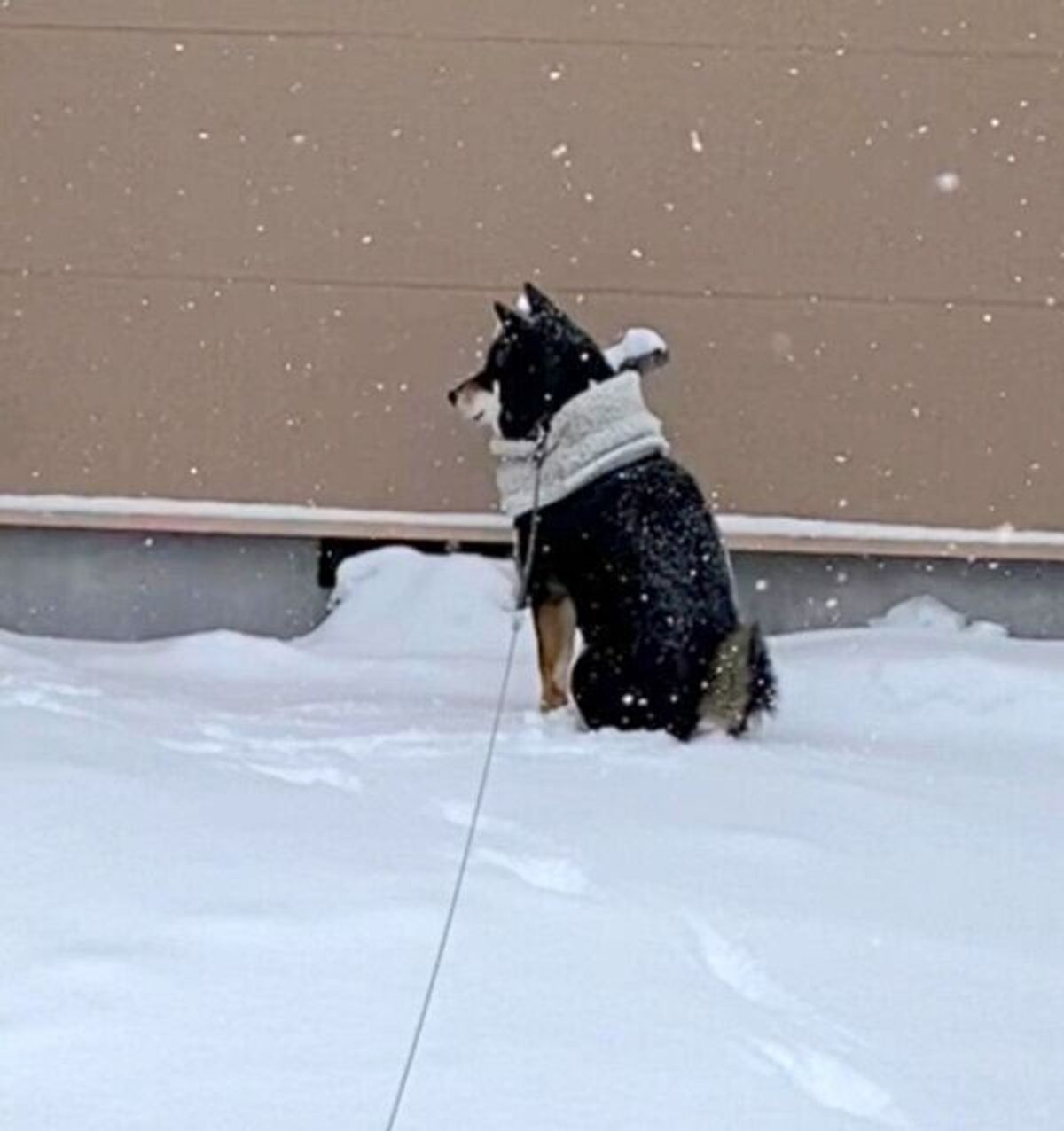 2年前に亡くなった大好きなおじさんを待ち続ける犬 飼い主が明かす 今でも忘れられないふたりのやりとり いぬのきもちweb Magazine 2年前に亡くなった大好きなおじさんを待ち続ける犬 飼い主が明かす 今でも忘れられないふたりのやりとり いぬのきもちweb Magazine