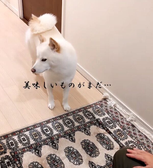 帰宅拒否をするシロちゃん