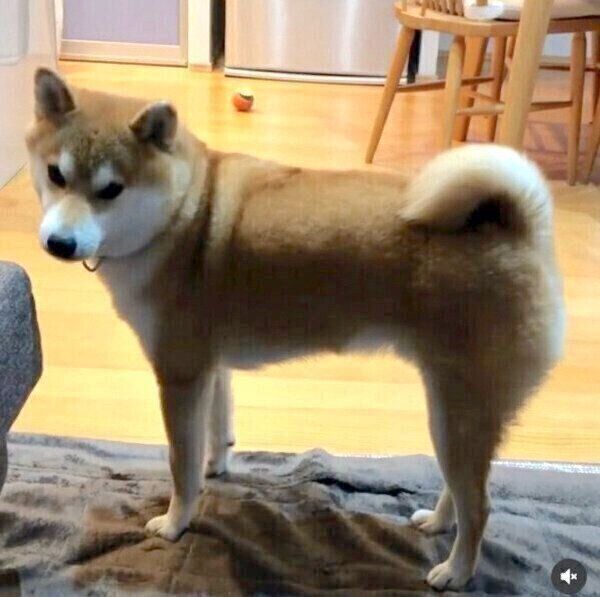 飼い主さんのほうをチラッと見るラテくん