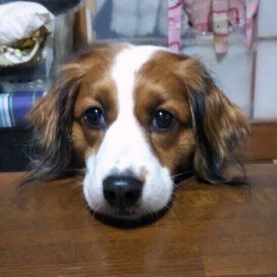 コーイケルホンディエ