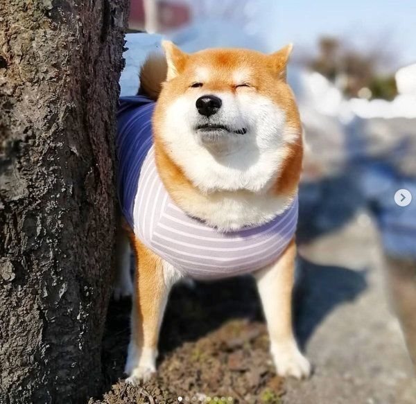 柴犬のゆずちゃん