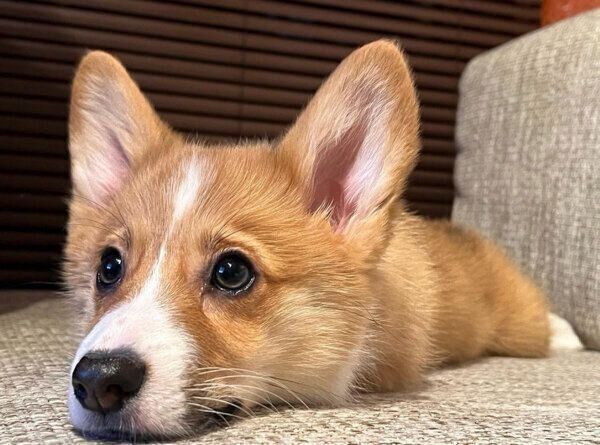 くつろぐモカちゃん