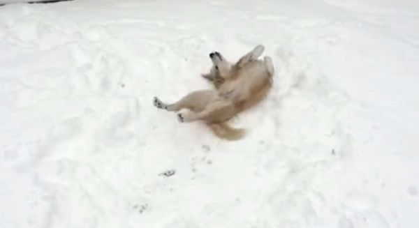 雪で遊ぶ犬