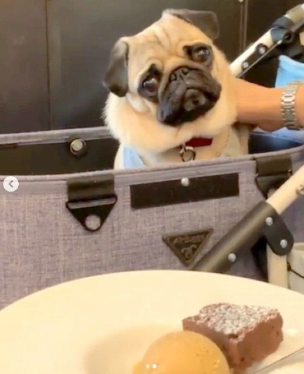 かわいく首を傾げるパグ