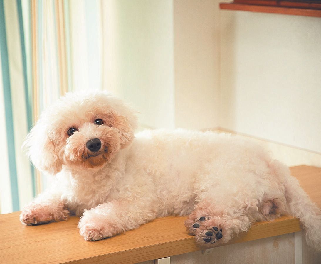 いつも入り口のカウンターで看板犬の役割をするビビアンちゃん（推定３才）は、心臓に疾患があるけど元気！