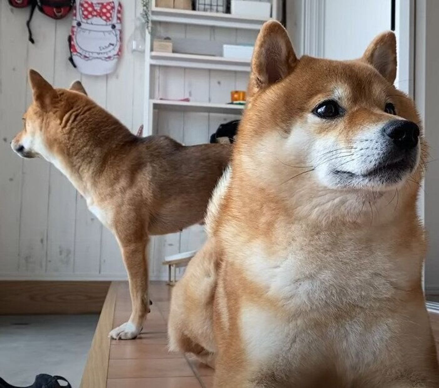 ソワソワする妹のために お兄ちゃん柴犬はお昼寝せずにパトロール いぬのきもちweb Magazine ソワソワする妹のために お兄ちゃん柴犬はお昼寝せずにパトロール いぬのきもちweb Magazine