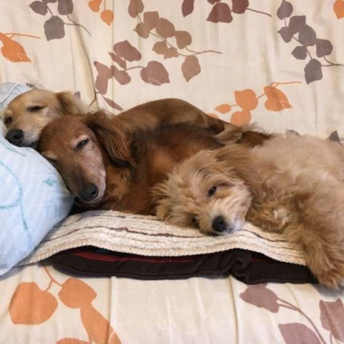 可愛すぎる 犬団子 どうして犬たちは寄り添うの いぬのきもちweb Magazine 可愛すぎる 犬団子 どうして犬たちは寄り添うの いぬのきもちweb Magazine
