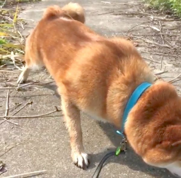 大きいカメに遭遇した柴犬