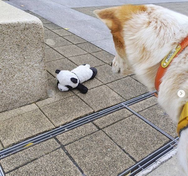 行き倒れたパンダのぬいぐるみを発見したポチちゃん